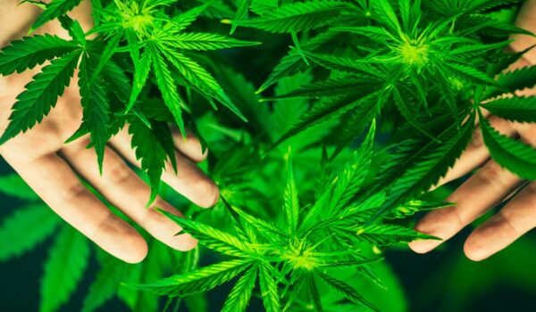 Cannabis: continua l’articolo del Professor Bonci sulla sostanza psicoattiva più consumata al mondo.