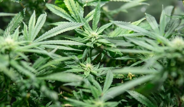 Nei giorni dello scontro politico sulla cannabis light, il Professor Bonci parla della sostanza psicoattiva più consumata al mondo.