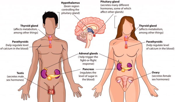 L’adolescente affetto da una malattia rara per l’età: la sindrome polighiandolare autoimmune di tipo 2