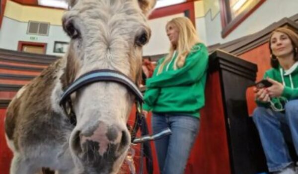 Pet Therapy: al Gaslini pony, asinello e cane per bambini e adolescenti della Neuropsichiatria