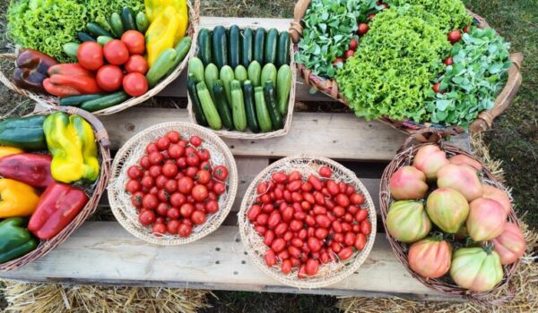 Qualità nutrizionale della dieta