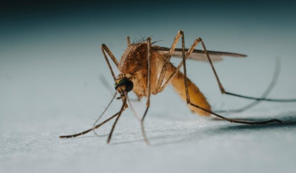 West Nile Virus (WNV) imperversa nell’estate 2025 in Italia