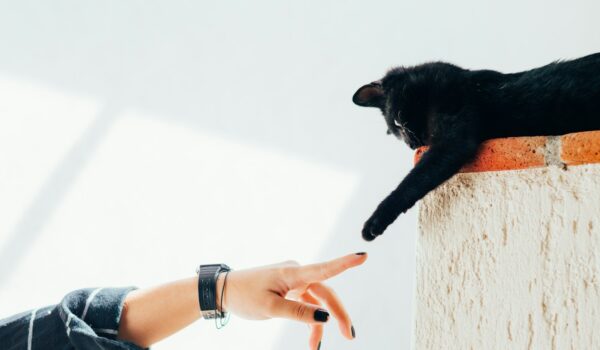 L’amore per un animale domestico equivale a quello con un essere umano