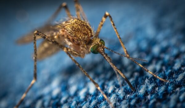 Aggiornamento sul West Nile Virus